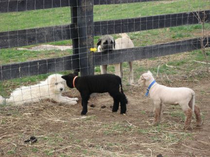 emmie meets lambs
